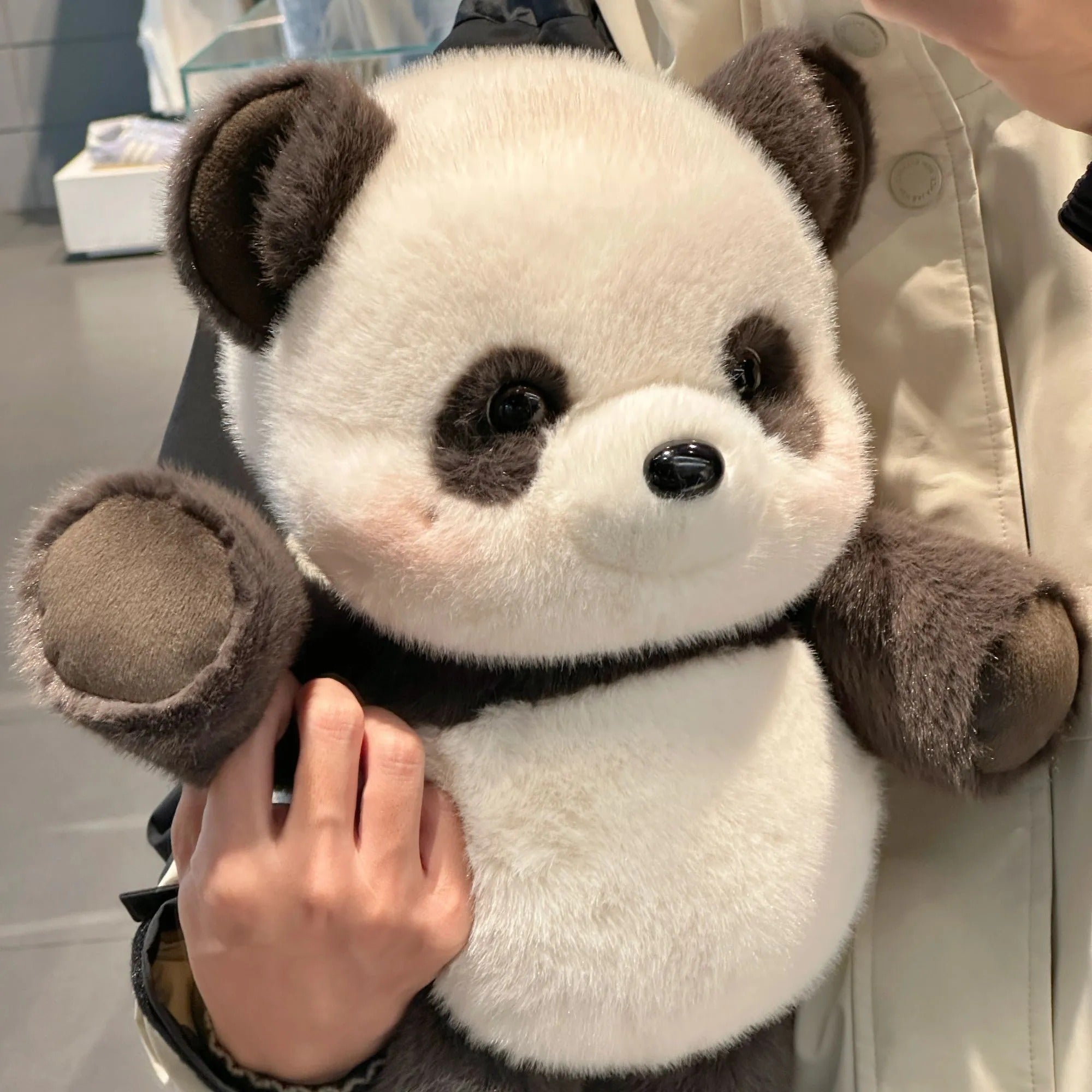 Panda Corridore
